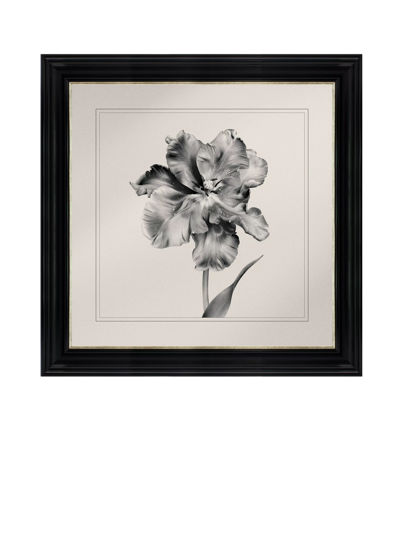 Brookpace Lascelles framed print Tulip II 59x49cm, imported from the UK