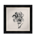 Brookpace Lascelles framed print Tulip II 59x49cm, imported from the UK