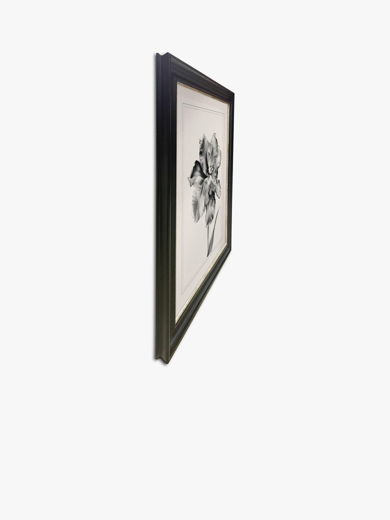 Brookpace Lascelles framed print Tulip II 59x49cm, imported from the UK