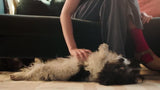 Joseph Joseph 2-in-1 pet hair remover tool (British brand)