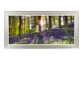 John Lewis Bluebell Woods photographic print 111 x 56cm (British brand)