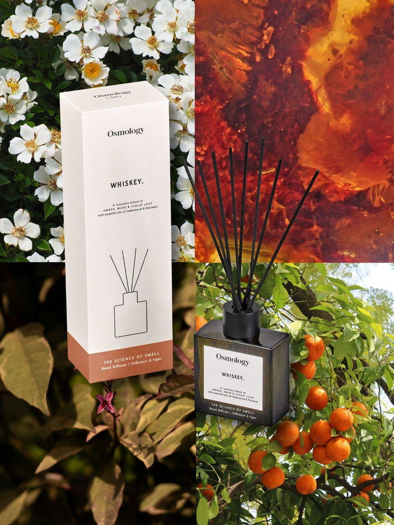 Osmology by Aery whiskey reed diffuser 150ml (British brand)
