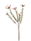 Floralsilk artificial Leucadendron spray green 70cm - British product