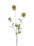 Floralsilk artificial Scabiosa Stellata spray green 73cm - British product