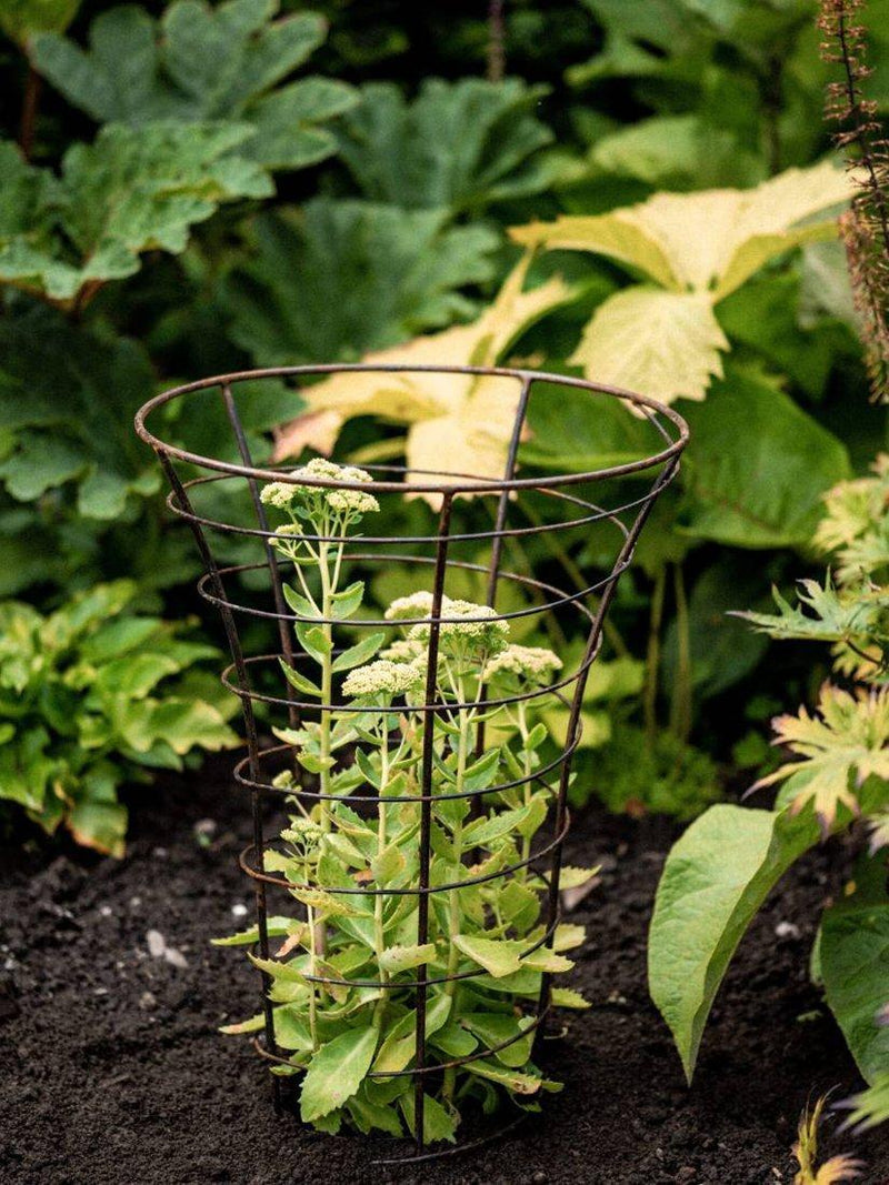 Wilstone Trumpet Plant Frame H80cm - British product