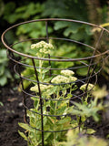 Wilstone Trumpet Plant Frame H80cm - British product