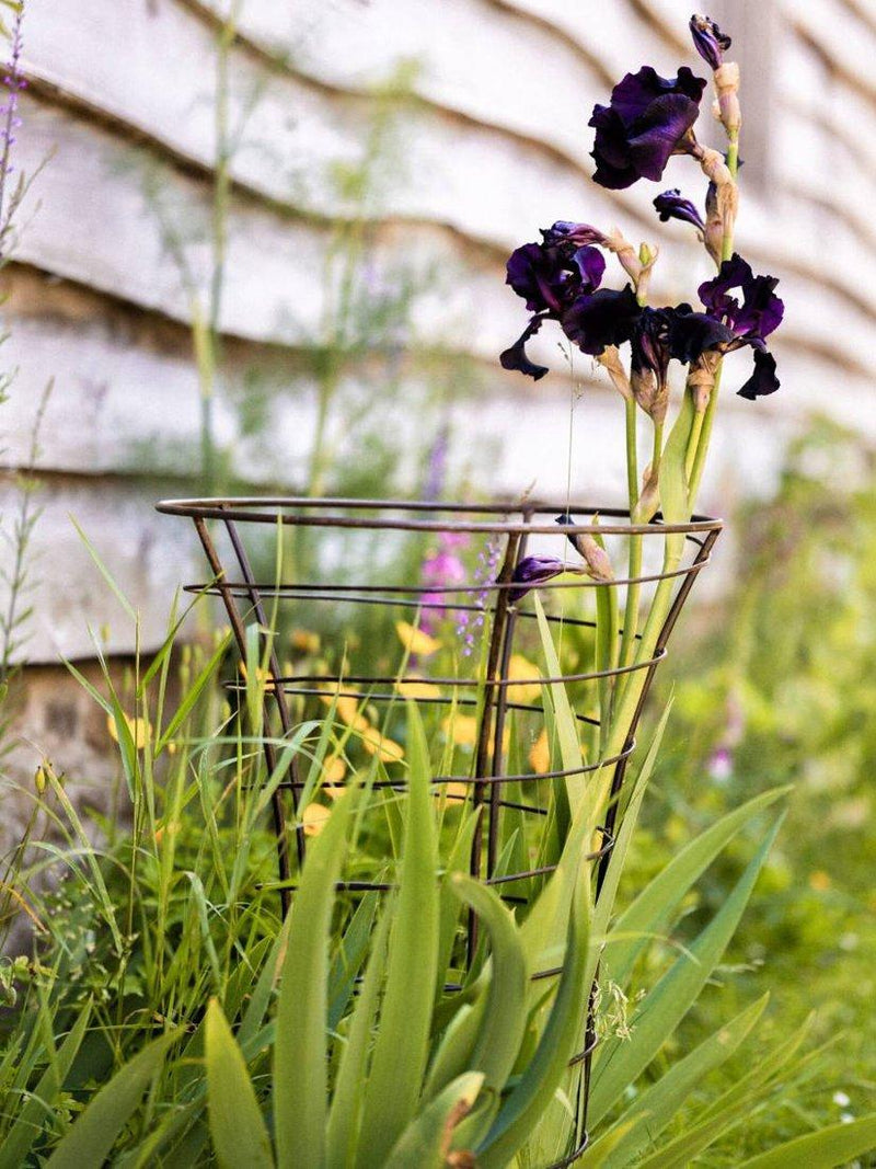 Wilstone Trumpet Plant Frame H80cm - British product