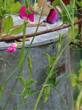 Wilstone Spiral Obelisk garden support mild steel (British brand)