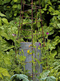 Wilstone Spiral Obelisk garden support mild steel (British brand)