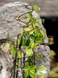 Wilstone spiral pot obelisk mild steel garden support (British brand)