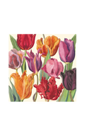Emma Bridgewater illustrated tulips greeting card, imported from the UK