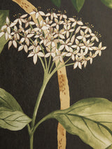 John Lewis Liberty London Magical Plants Wallpaper- Buy online at McGrocer