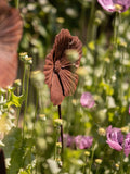 Wilstone Poppy Plant Support pack of 3 rusty finish (British brand)