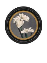 John Lewis Brookpace Lascelles Iris Porthole Round Framed Canvas Print, 43cm, Black/Multi- Buy online at McGrocer