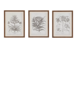 John Lewis John Lewis Fresco Botanical Framed Prints Set of 3 40 x 30cm Black White- Buy online at McGrocer