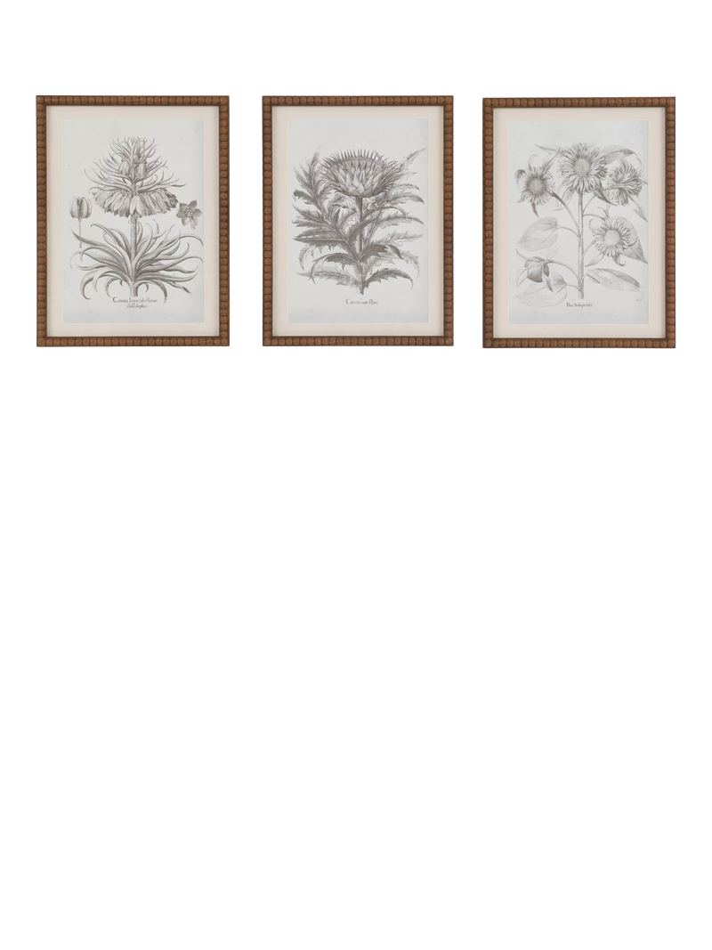 John Lewis Fresco botanical framed prints set of 3, imported from the UK