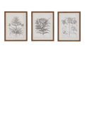 John Lewis Fresco botanical framed prints set of 3, imported from the UK