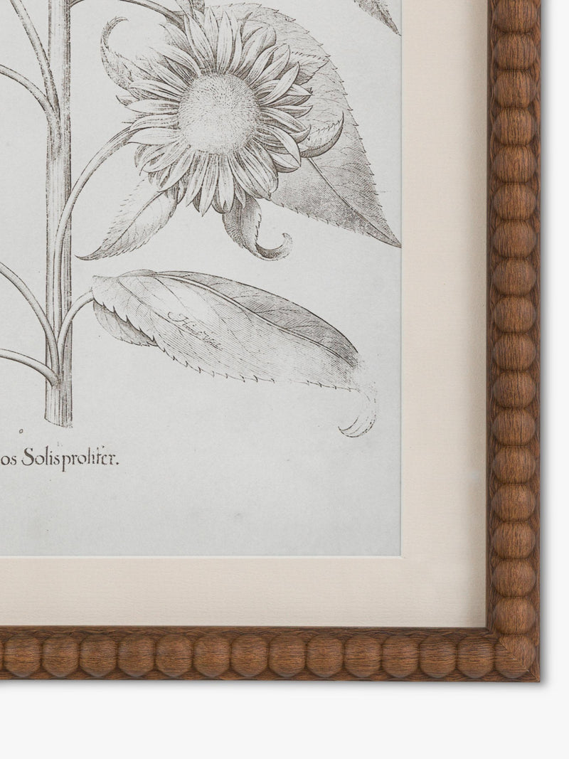 John Lewis Fresco botanical framed prints set of 3, imported from the UK