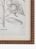 John Lewis Fresco botanical framed prints set of 3, imported from the UK