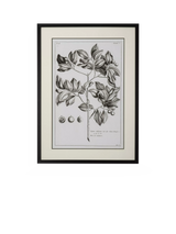 John Lewis Neptune Whitechapel II Botanical Framed Print, Off White, 109 x 79cm- Buy online at McGrocer