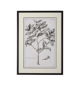 John Lewis Neptune Whitechapel I Botanical Framed Print, 109 x 79cm, Off White- Buy online at McGrocer