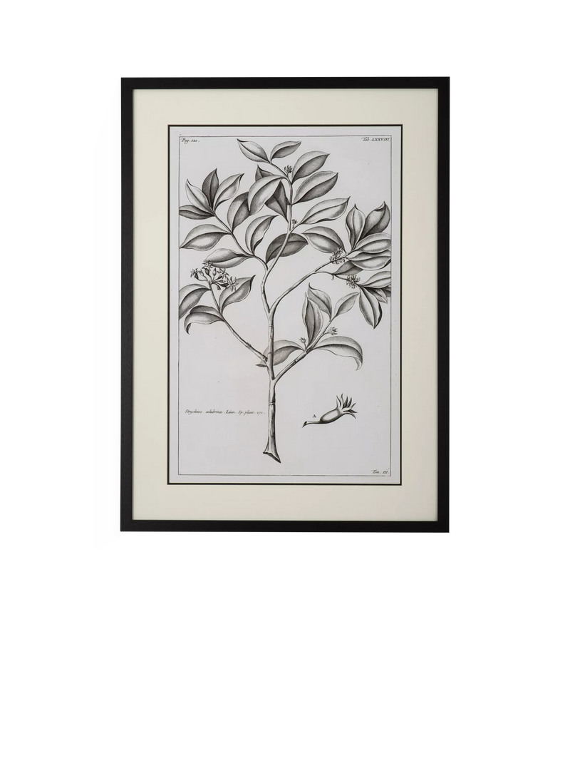 Neptune Whitechapel botanical print 109x79cm, imported from the UK
