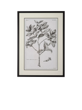 Neptune Whitechapel botanical print 109x79cm, imported from the UK