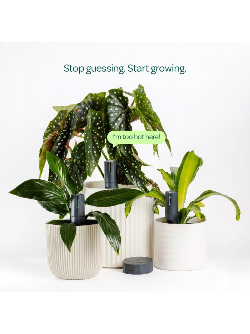 Willow smart plant sensor pack with 3 sensors and hub - British product