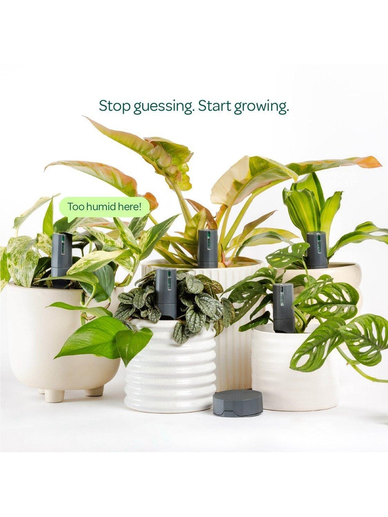 Willow smart plant sensor urban jungle pack - British product