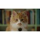 Petcube pet monitoring camera, imported from the UK