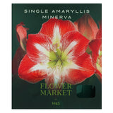M&S Minerva Single Petal Amaryllis Indoor Plant