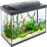 Tetra Starter Line 80L LED Fish Tank, imported from the UK