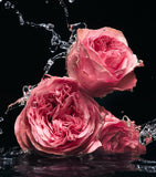 Dolce&Gabbana Velvet Rose eau de parfum 100ml - British product