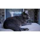 PetSafe FroliCat BOLT automatic laser cat toy, imported from the UK