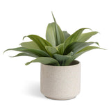 Habitat artificial aloe in reactive glazed pot 30.5cm, UK version