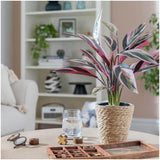 Habitat artificial Stromanthe Tricolor plant 41 x 41 x 48cm, UK version