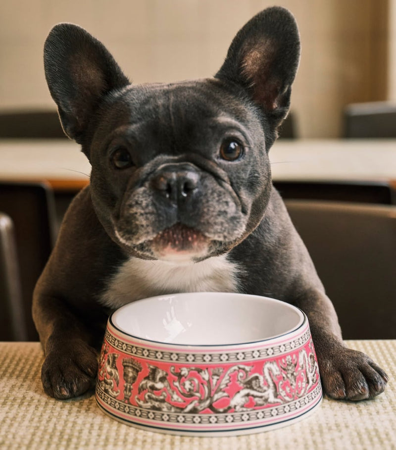 Wedgwood bone china Florentine pet bowl 17cm, imported from the UK