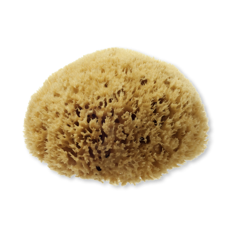 Hydréa London natural sea sponge honeycomb 5.5-6 inches - British product