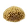 Hydréa London natural sea sponge honeycomb 5.5-6 inches - British product