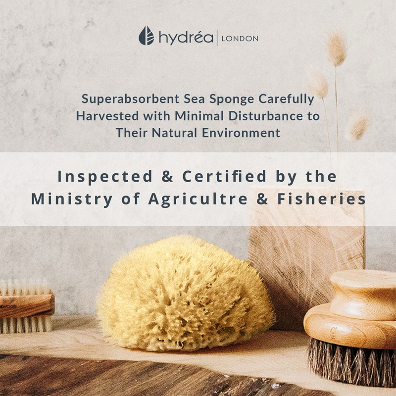 Hydréa London natural sea sponge honeycomb 5.5-6 inches - British product