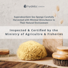 Hydréa London natural sea sponge honeycomb 5.5-6 inches - British product