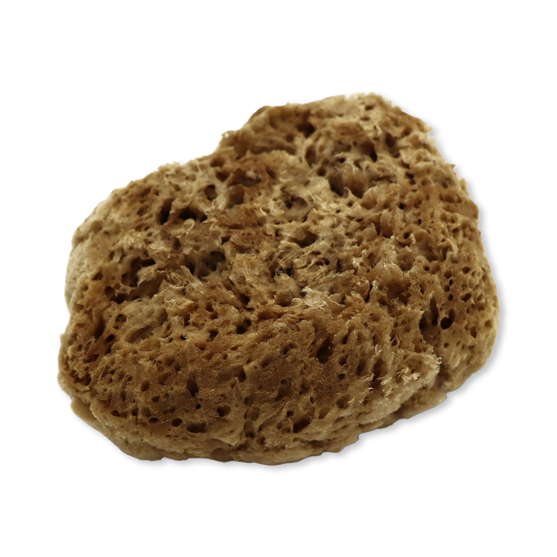 SpongeBox natural sea sponge 6-6.5 inches imported from the UK