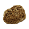 SpongeBox natural sea sponge 6-6.5 inches imported from the UK