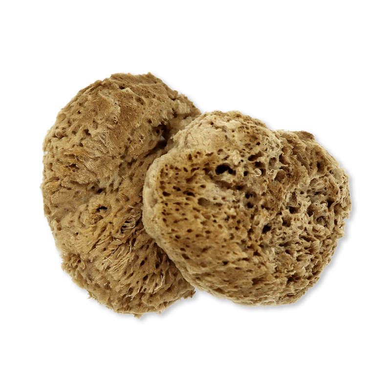 SpongeBox natural sea sponge 6-6.5 inches imported from the UK