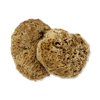 SpongeBox natural sea sponge 6-6.5 inches imported from the UK