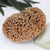 SpongeBox natural sea sponge 6-6.5 inches imported from the UK
