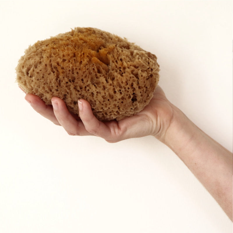 SpongeBox natural sea sponge 6-6.5 inches imported from the UK