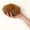 SpongeBox natural sea sponge 6-6.5 inches imported from the UK