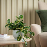 Sainsburys Sainsbury's Trailing Leaf Artificial Plant in Grey Ceramic Pot- Buy online at McGrocer