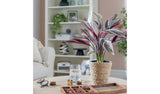 Argos Habitat Artificial Tricolour Large Stromanthe Plant - 48cm- Buy online at McGrocer